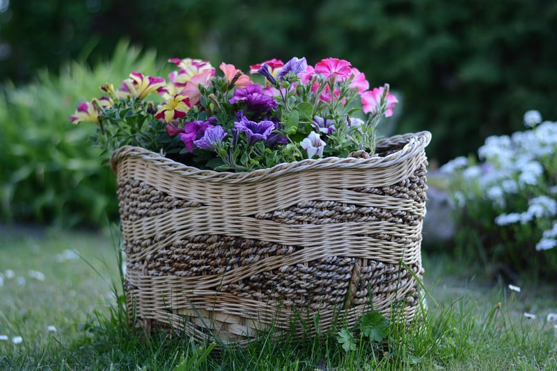 Petunias