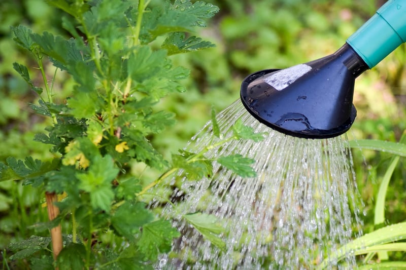 Drip Irrigation System